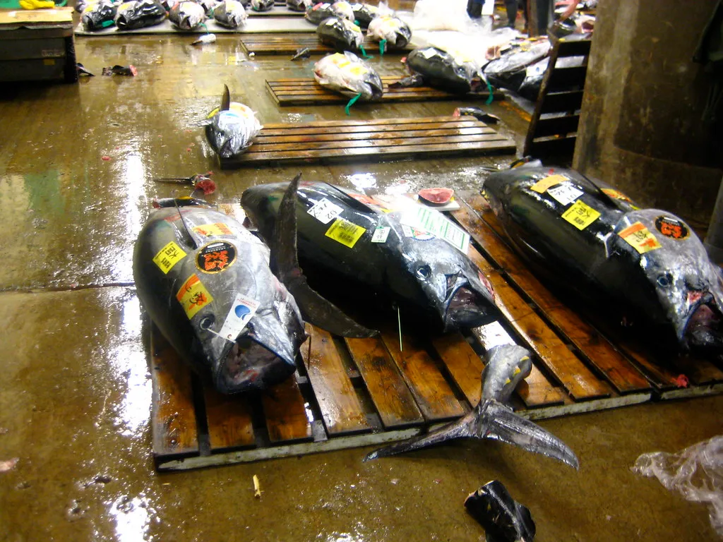 Whole frozen tuna tagged and laid on pallets on a fish port floor